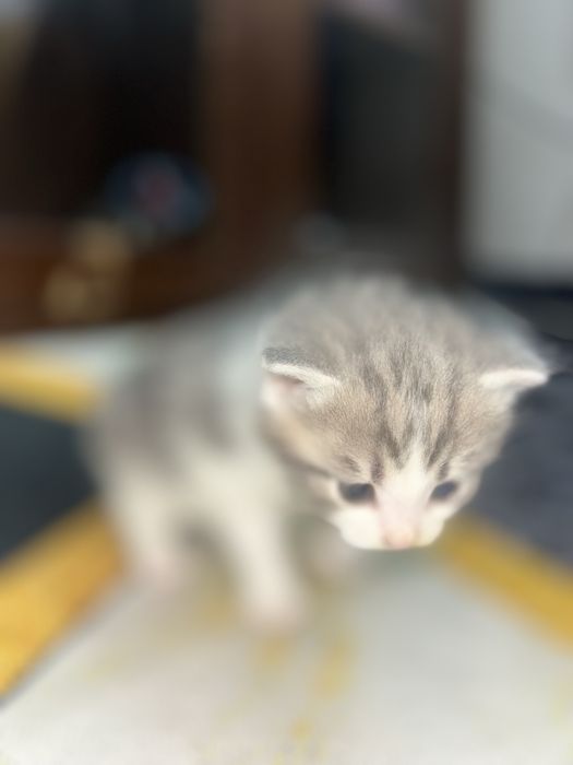 Котята , мальчики . Мать вислоухая