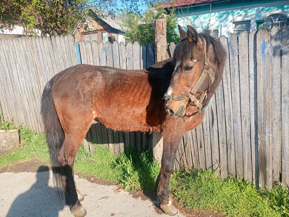 Se vinde cal castrat de 10 ani