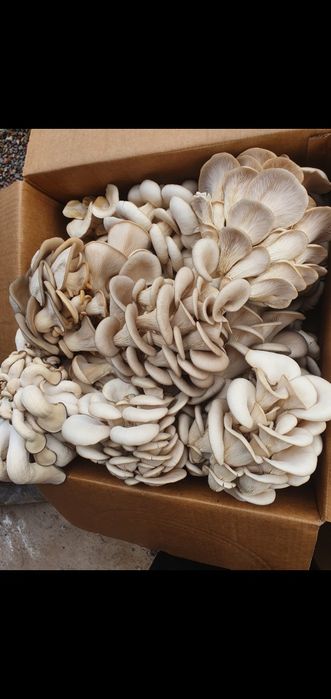 Шемішкенің қабығы (лузга подсолнечника)