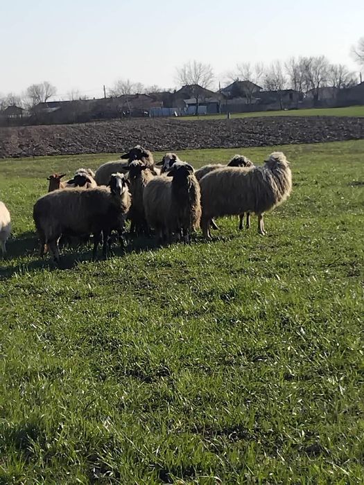Vand oi cu miei  bune de tinut