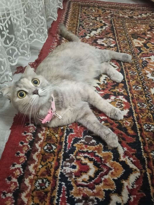 Шатланский Визловуха