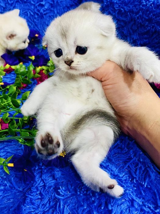 шиншилла золото. еребро