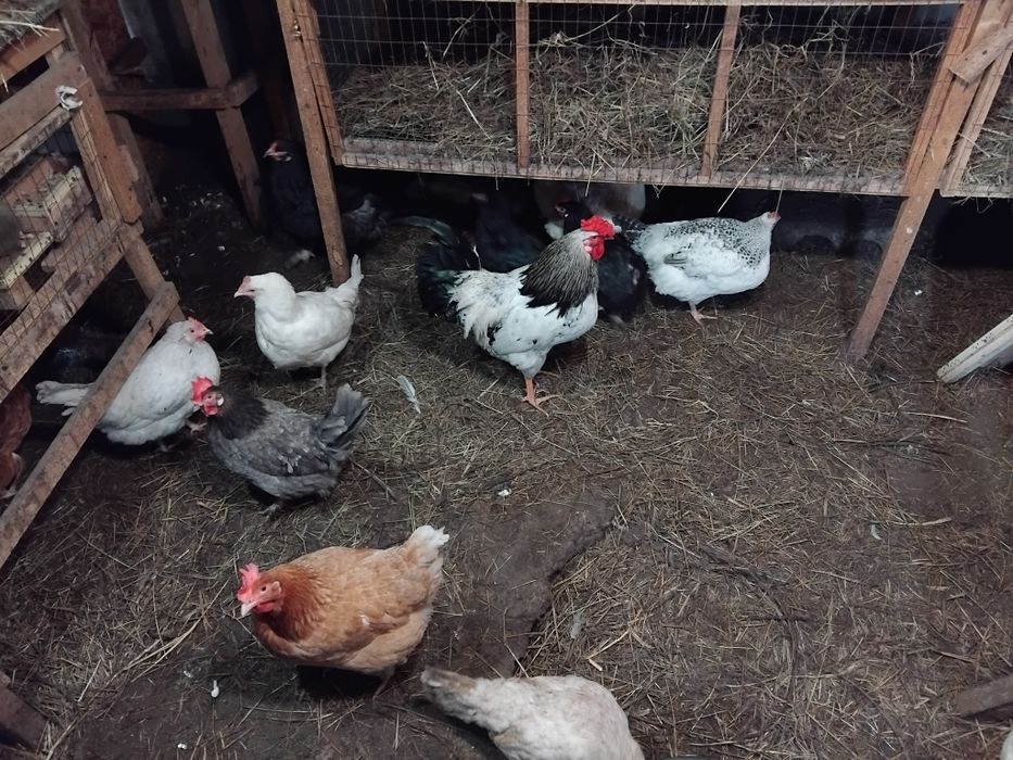 Куры несушки. Павлодарское