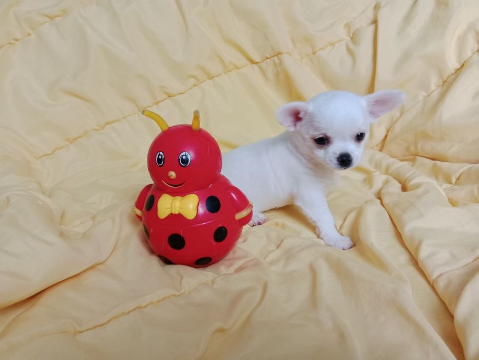 Щенки Чихуахуа мальчики.