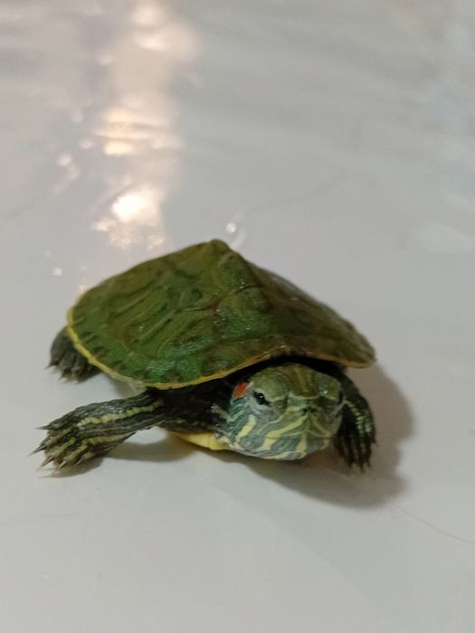 Продаётся красноухоя черепашка