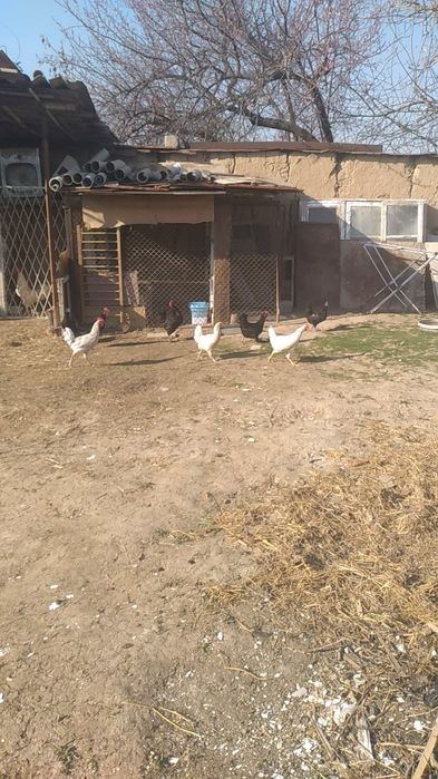 Sorochna sotiladi Damashni tovuqla donasi 220000 soni 10 ta