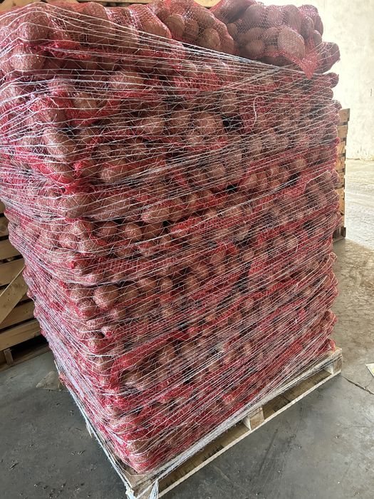 Cartofi consum si samanta