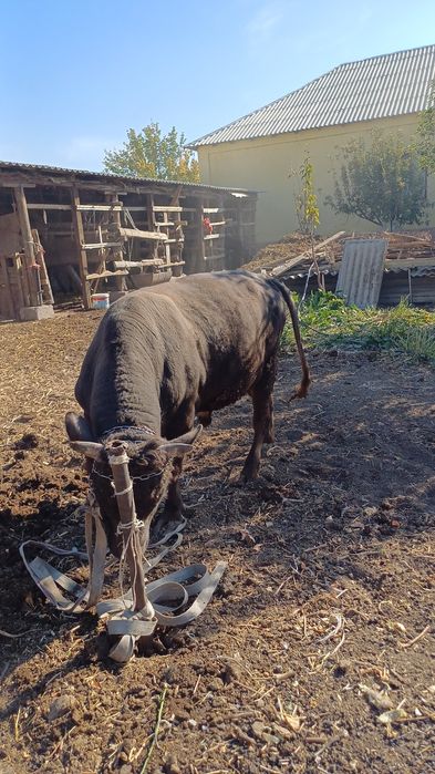 Бордакы буха ,2жас,950 мынг