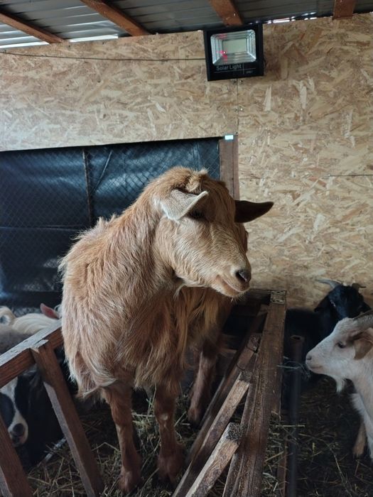 Capre și berbeci Romanov