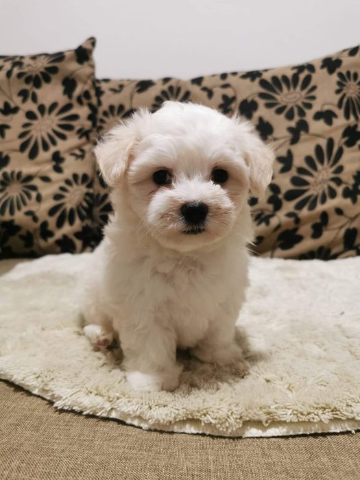 Asigur transport !!! Pui Bichon Maltez femela foarte mica si dragalasa !!!