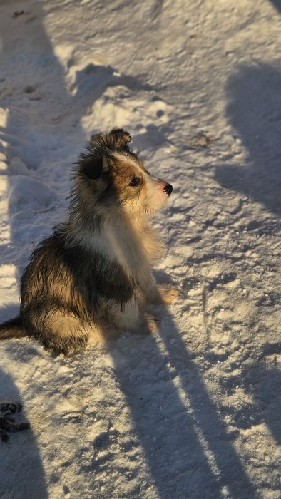 Отдам щенка 2,5 месяца