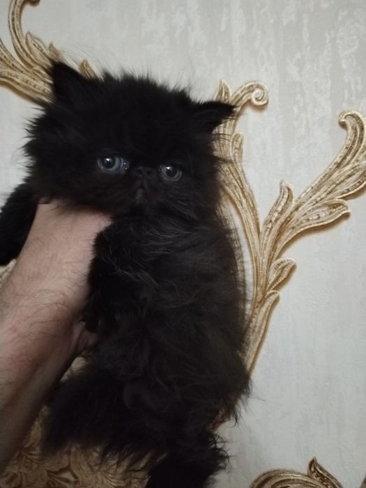 Персидские котята экстрималы