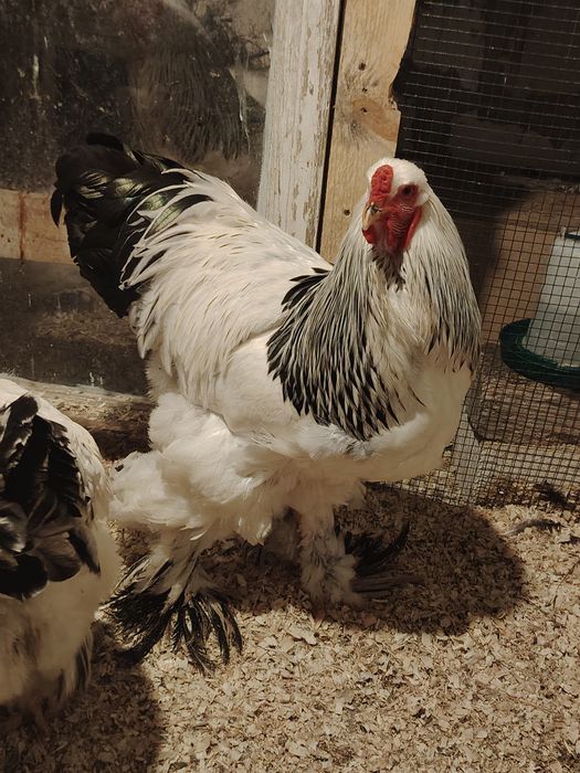 Cocoș , găini si pui Brahma Herminat deschis
