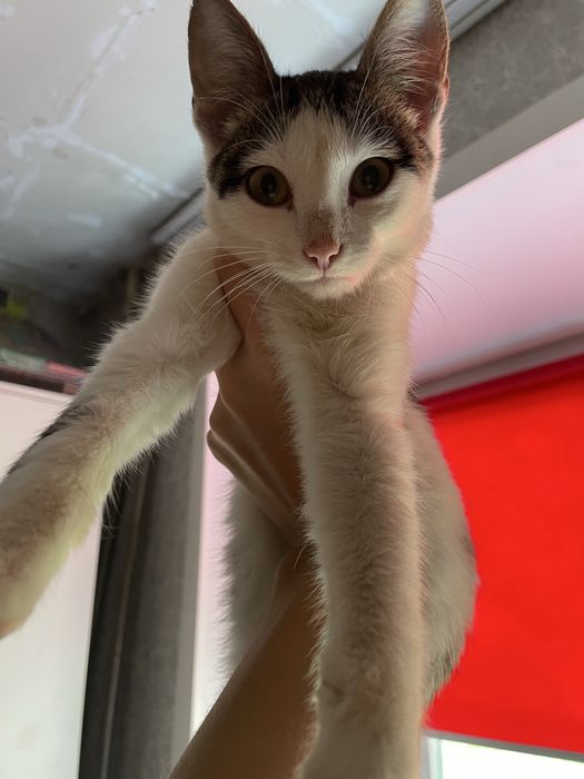 Котенок СРОЧНО ищет дом!