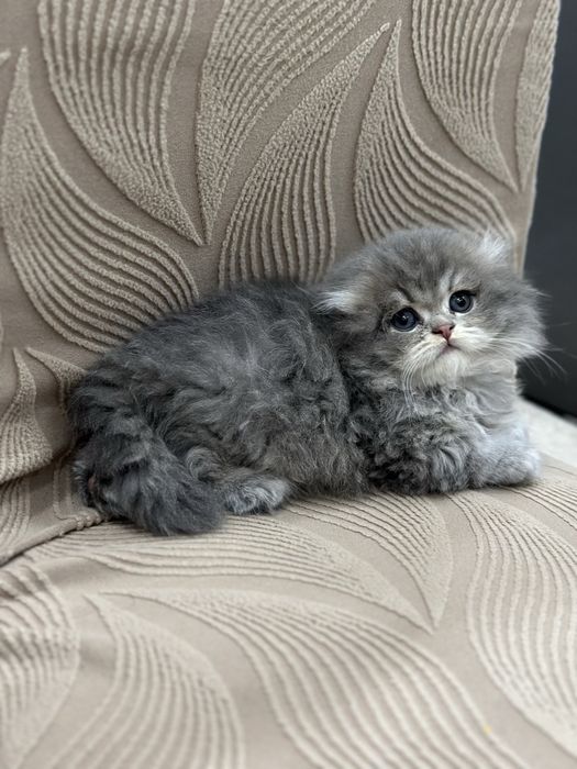 Скоттиш фолд манчкин