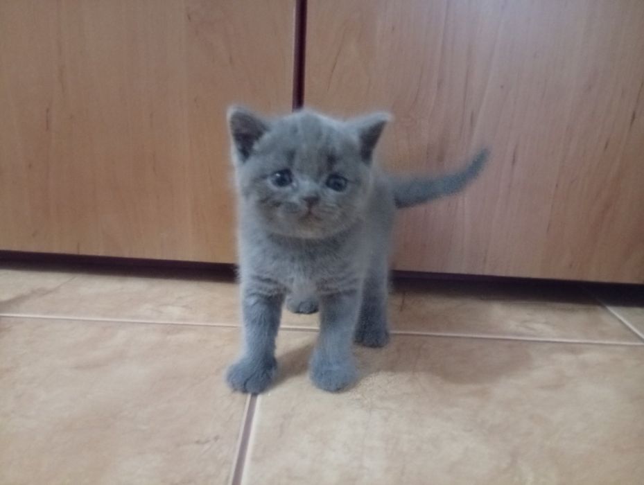 Puii british blue