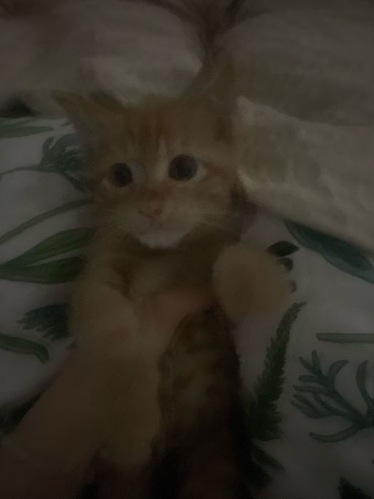 отдам котенка даром в хорошие руки