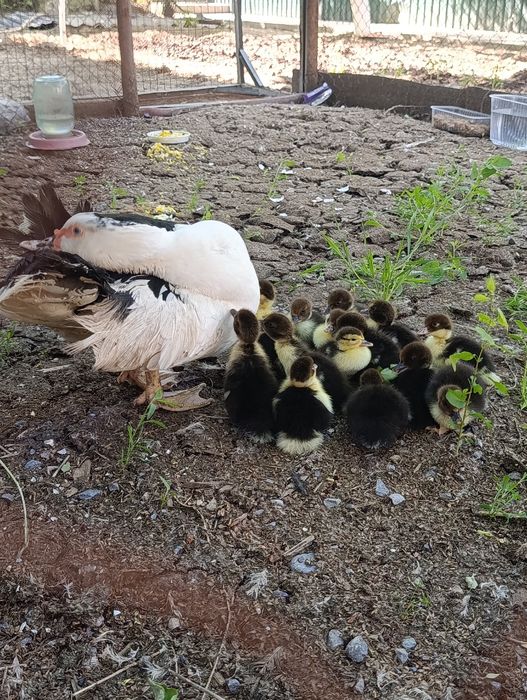 Продам индоутку с утятами