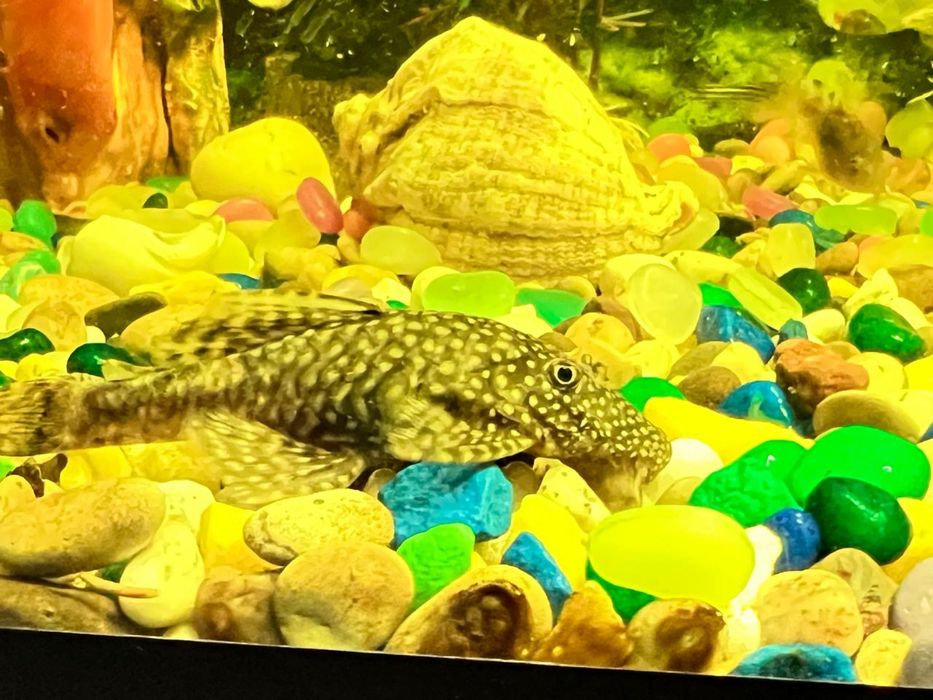 Продам анцитрусов (сомиков)