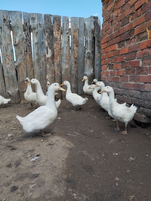 Утки.Продажа уток живьём