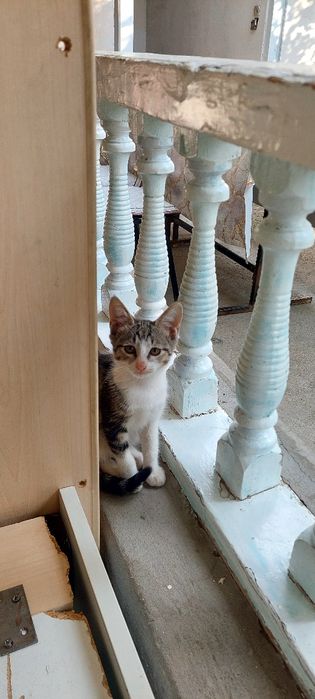 Mushukchlar beriladi