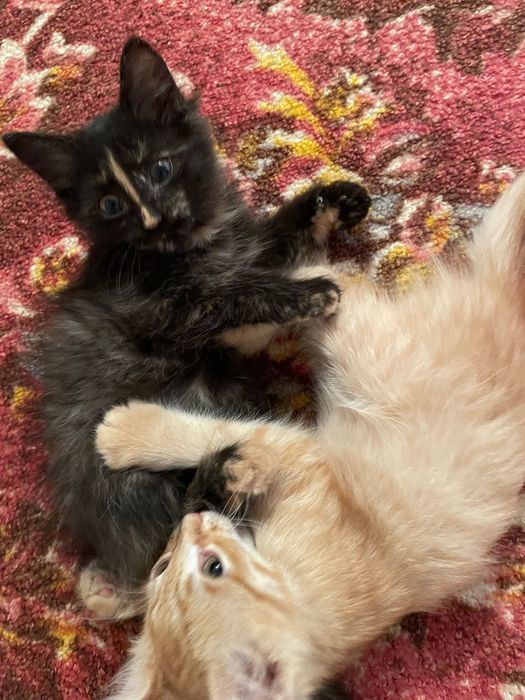 Котята в добрые руки