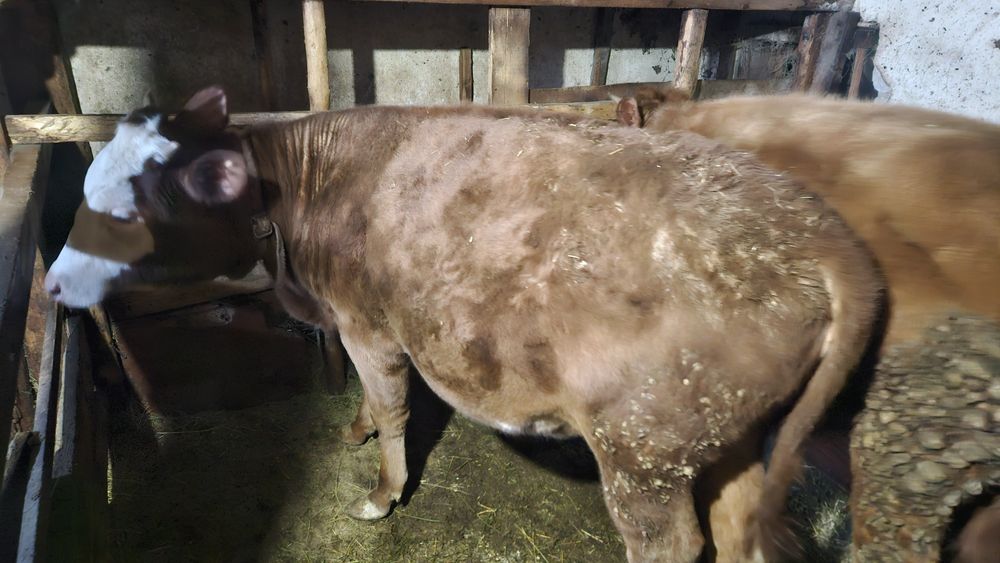 Семіз тайыншалар