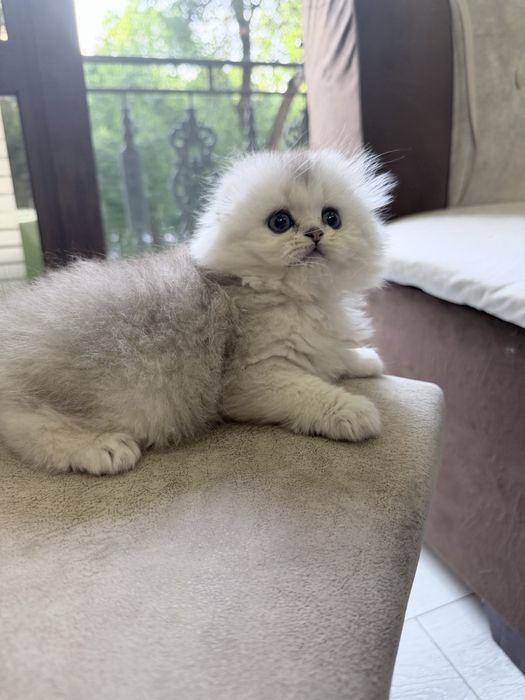 Шотланский Скоттиш Фолд! Серебро Шиншилла!
