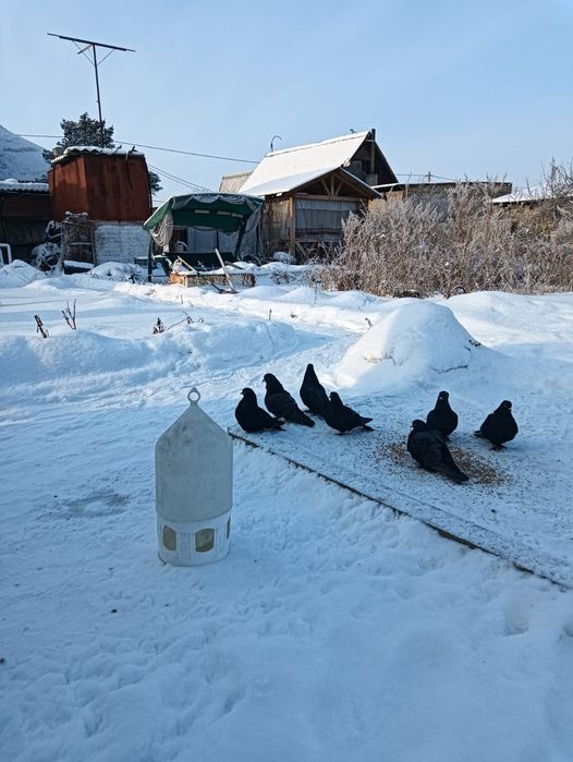 Продам турецкую таклу