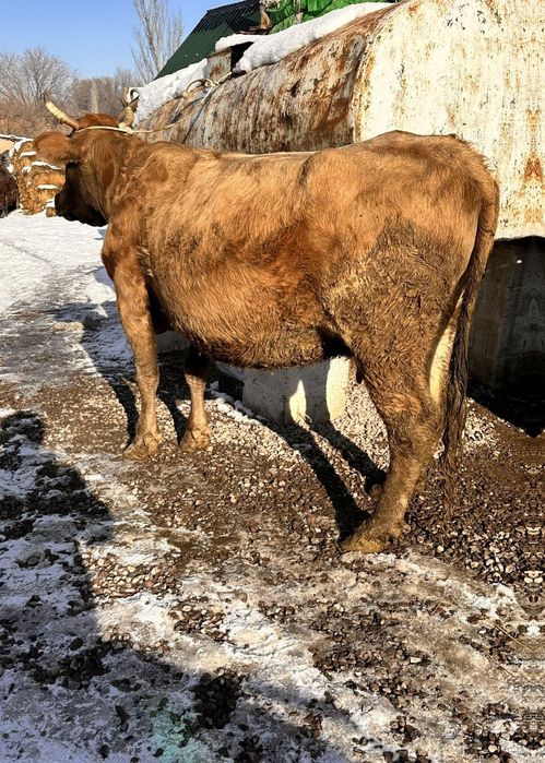 Корова Алатауская