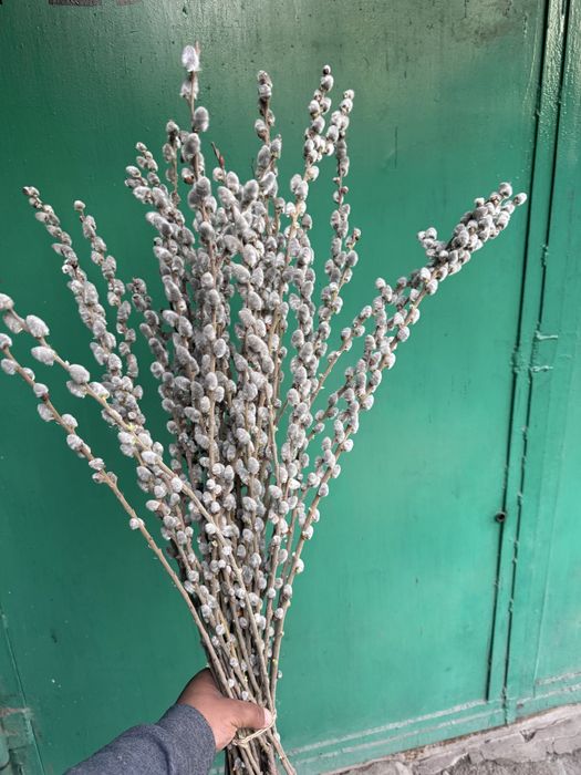 Верба оптом и в розницу