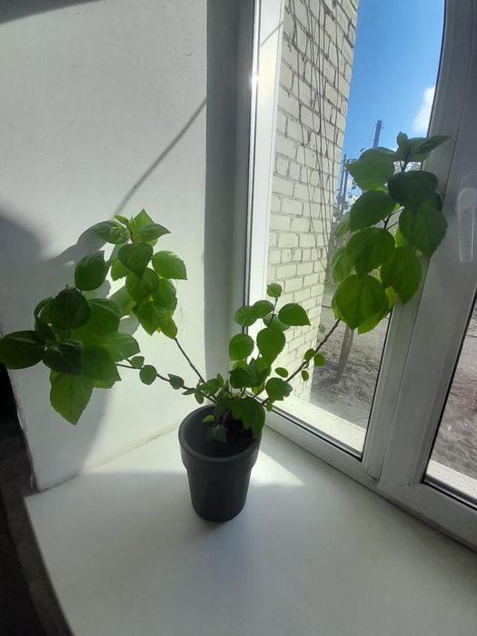 Гибискус комнатный цветок