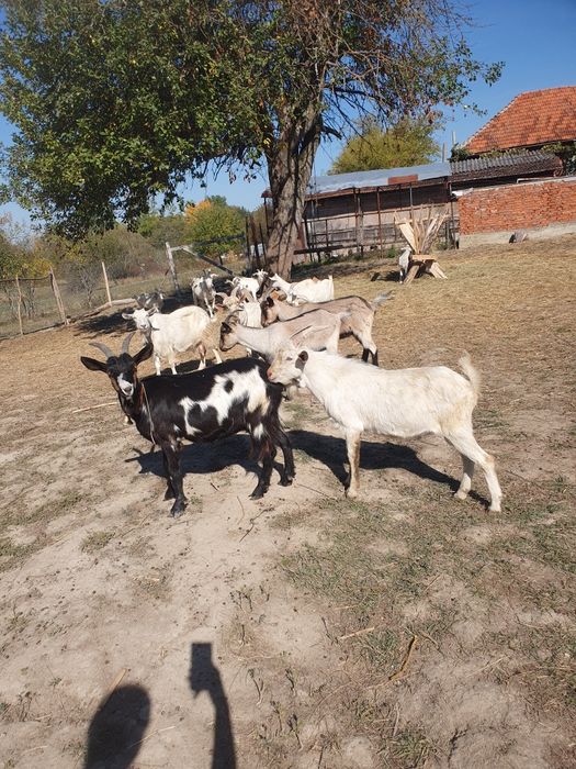Vand capre si iede