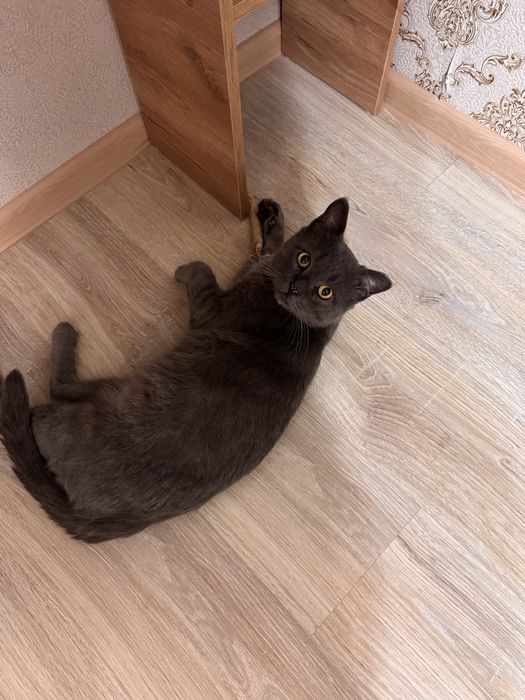 Кот британец (3 года примерно)