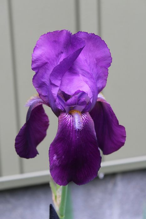 Продам корни ирисов