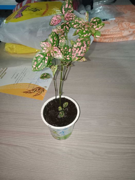 цветы    Гипоэстес