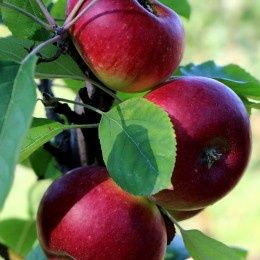 Pomi Fructiferi Columnari  MAR