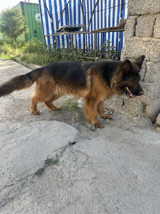 Kuchuk    Nemetskiy ovchalka