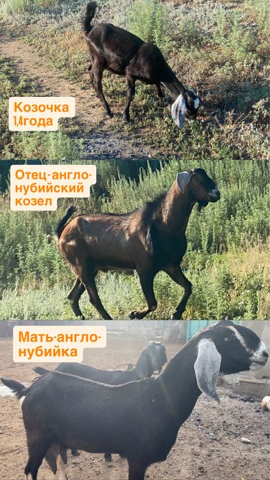 Продам козочку,козлика