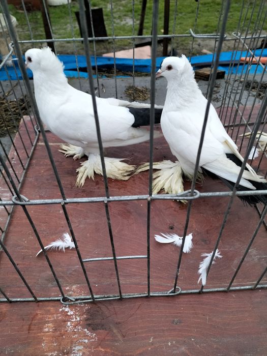 Porumbei Volga și Rândunele Spot de vânzare sau schimb