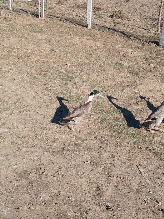 Ratoi indian  schimb