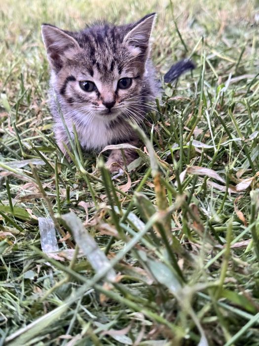 Котятя мать отец крысоловы