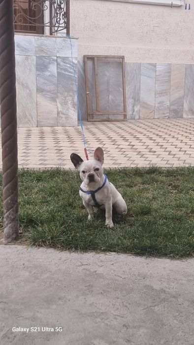 Продается собака породы  Француский бульдог