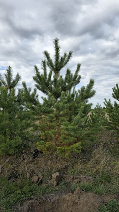 Сосны в большом количестве