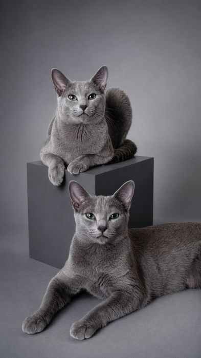 Элитные котята русской голубой