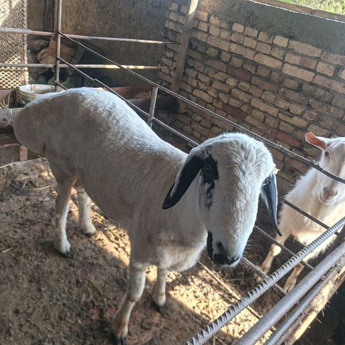 Qazoqi qoʻchqor   sotiladi