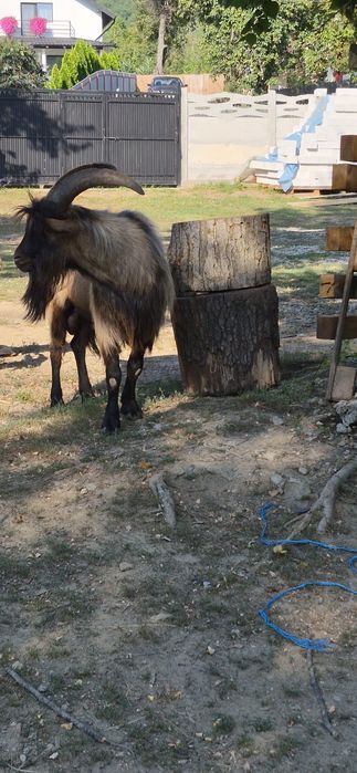 Țap de vinzare alpin francez