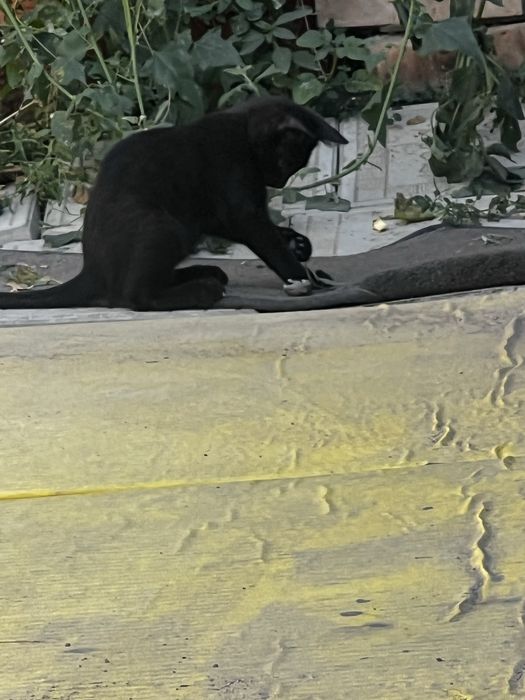 Котята мышеловы подарю