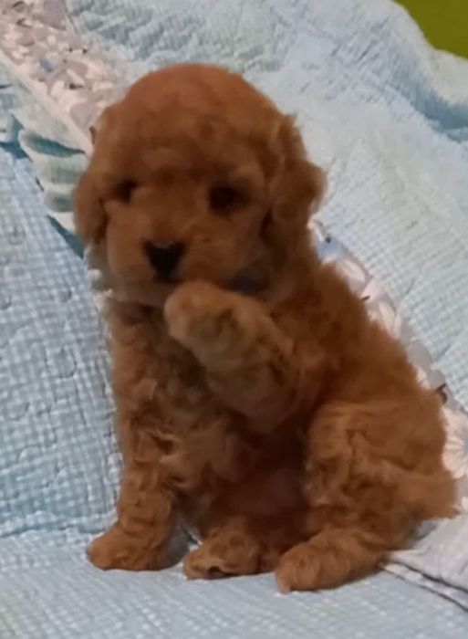 Готовятся к продаже щенки пуделя