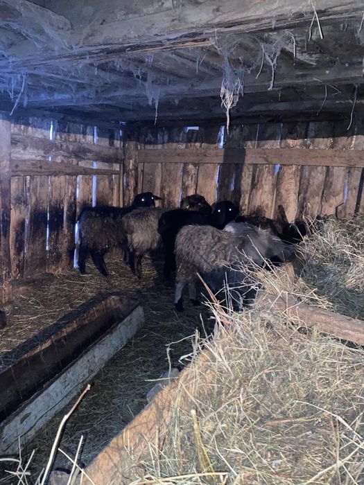 продам баранов жирных